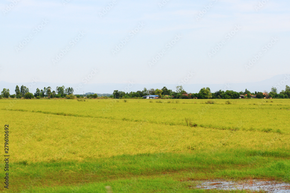 Beautiful Landscape of Fresh green rice fields and plantations near canal in Thailand Beautiful Landscape of Fresh green rice fields and plantations near canal in Thailand