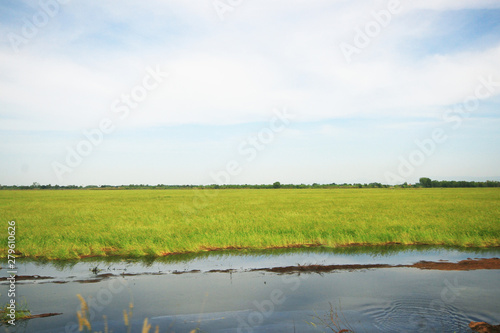 Beautiful Landscape of Fresh green rice fields and plantations near canal in Thailand