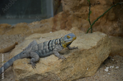 Lizard named common chuckwalla in desert ambiance