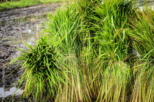 rice seedlings for growing in paddy field