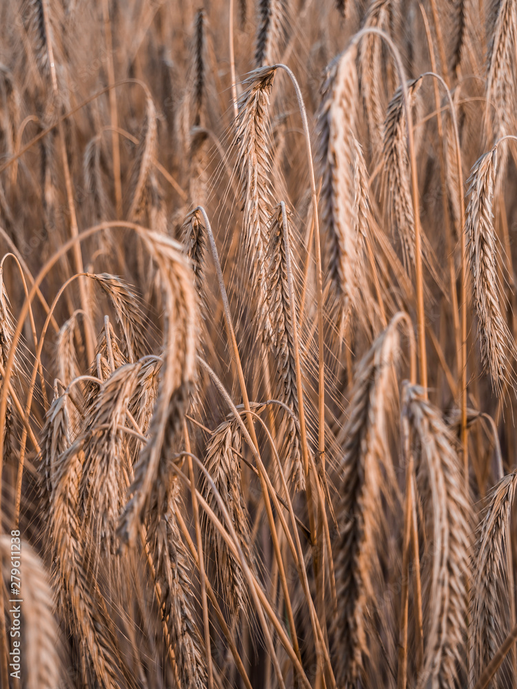Fototapeta premium ears of wheat