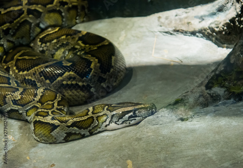 Burmese Python in the jungle photo