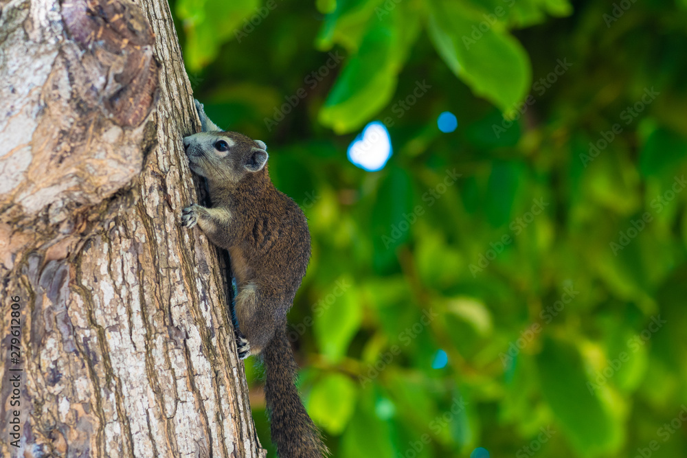 Squirrel on a tree. The photograph shows a squirrel on a tree