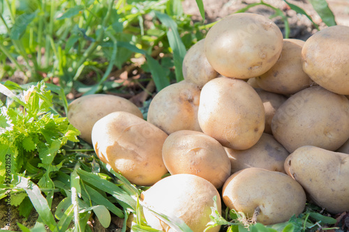 potato harvest in the countryside