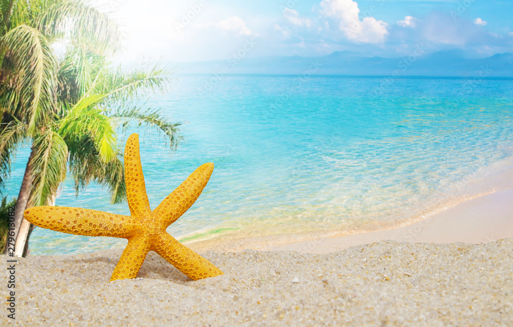 starfish on the beach with palm trees starfish on the beach with palm trees