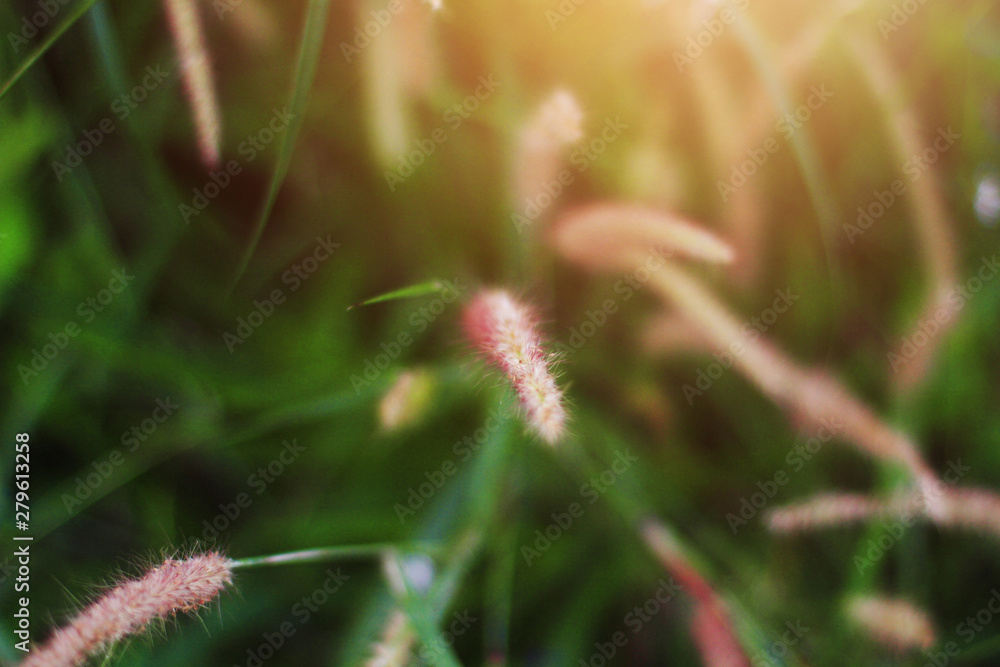 Soft Focus Beautiful grass flowers in natural sunlight Background Soft Focus Beautiful grass flowers in natural sunlight Background