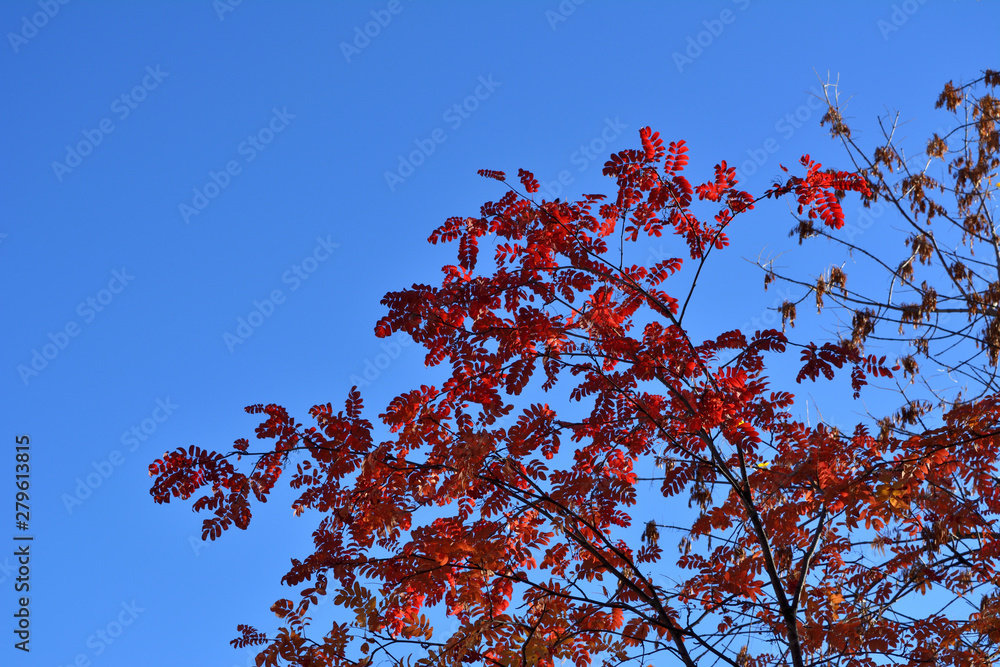 Bright red leaves of rowan tree against blue sky in autumn. Bright red leaves of rowan tree against blue sky in autumn.
