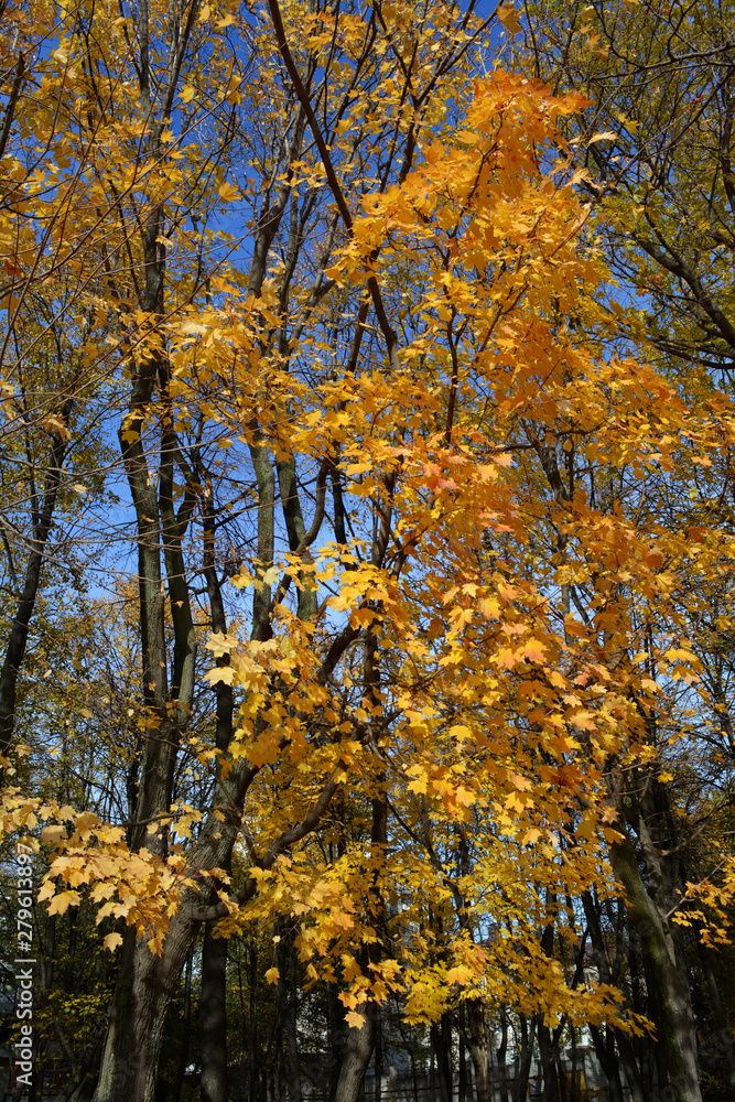 Golden foliage of maple trees in city park in autumn.