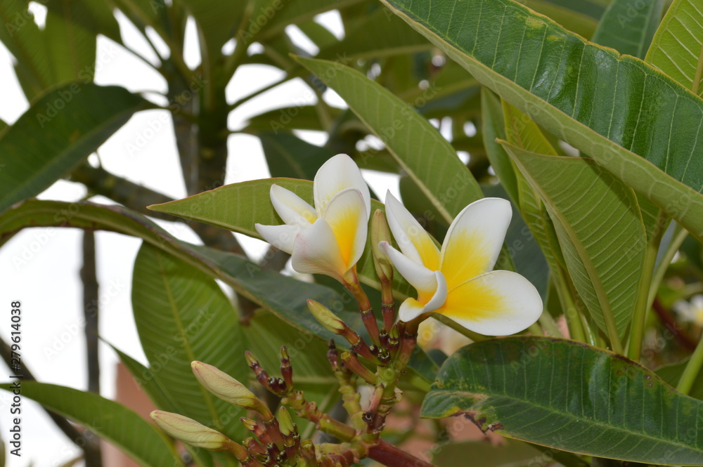 tropical flower on tree tropical flower on tree