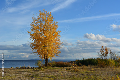 Beautiful autumn landscape with alone golden tree on river coast.