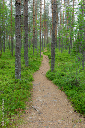 Small path trail in Finnish forest landscape