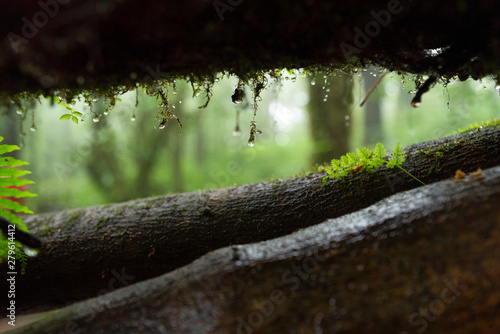 Closeup moss and water drops in forest