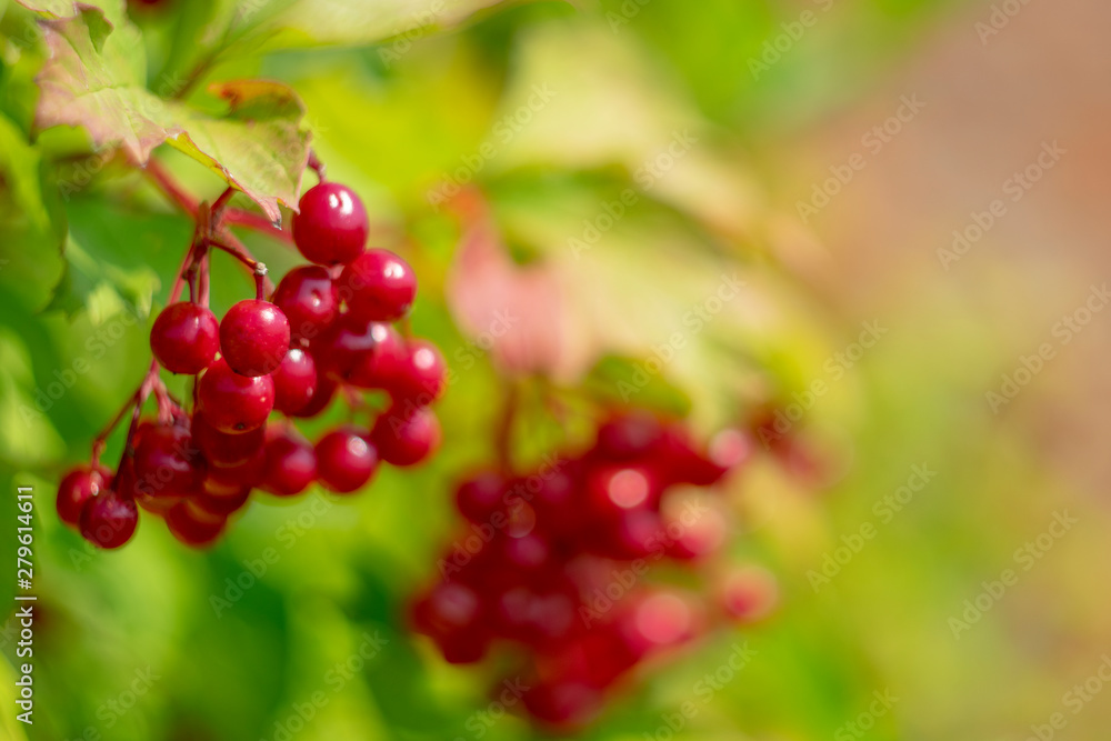Red fruits of viburnum on a blurred picturesque background of a sunny summer day Red fruits of viburnum on a blurred picturesque background of a sunny summer day