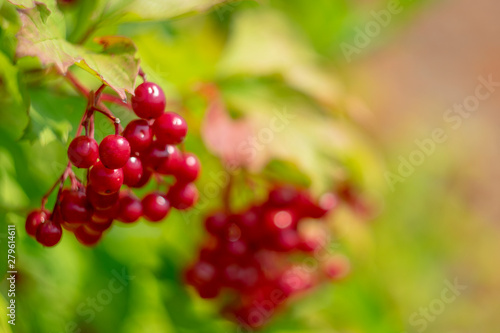  Red fruits of viburnum on a blurred picturesque background of a sunny summer day