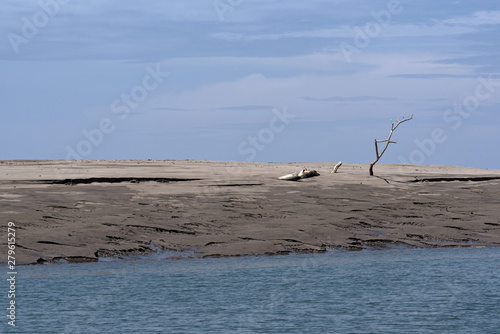 Dead tree on a sandbank in the estuary of the Rio Platanal Panama photo