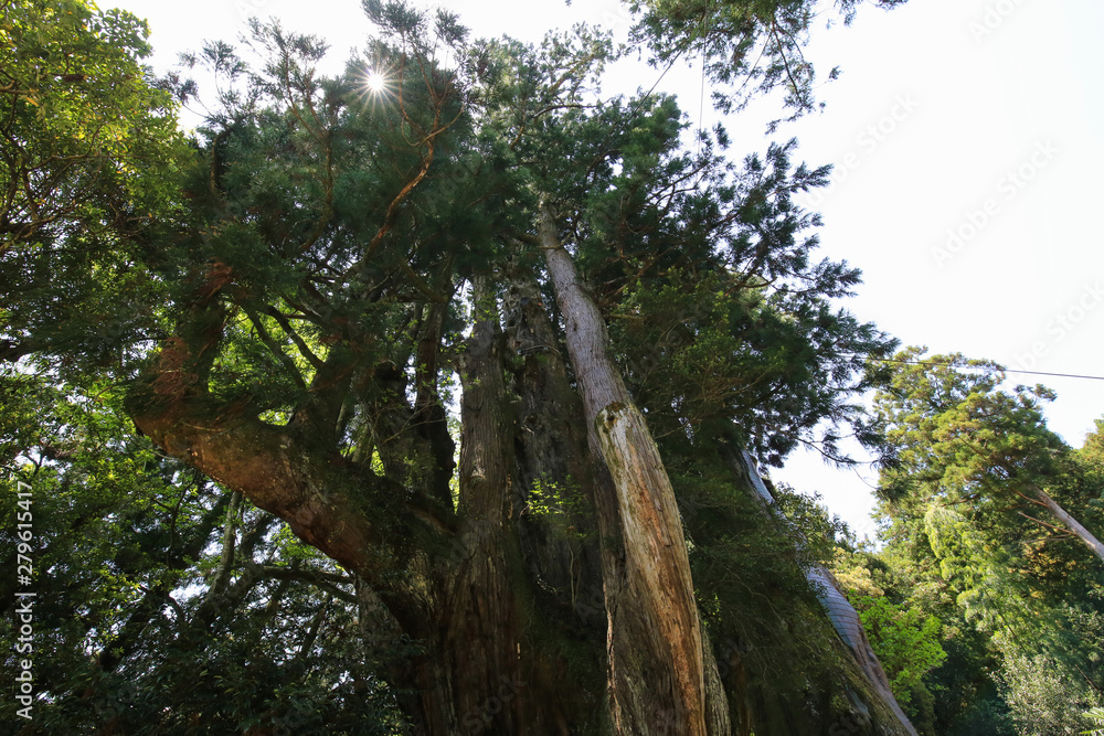 Fototapeta premium 高知県大豊町 杉の大杉