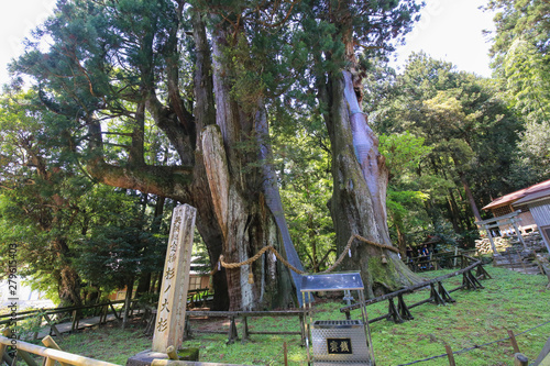 高知県大豊町　杉の大杉 photo