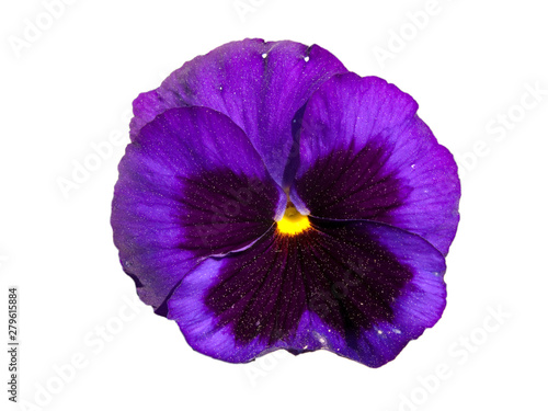 Pansy flower isolated in white © tempusfugit1980