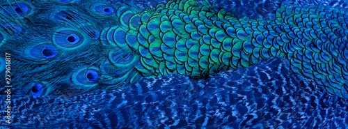 Obraz na plátně Blue peacock feathers in closeup