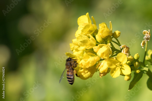 菜の花の蜜を集めるセイヨウミツバチ