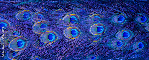 Canvas Print Blue peacock feathers in closeup