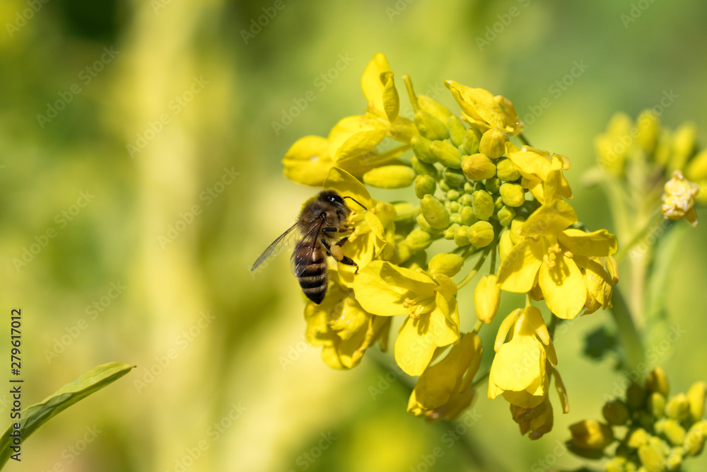菜の花の蜜を集めるセイヨウミツバチ 菜の花の蜜を集めるセイヨウミツバチ