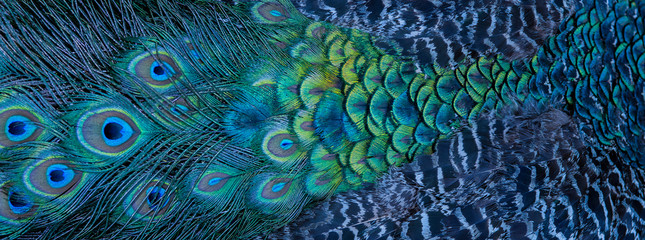 Papier peint photo Couloir et Hall Plumes de paon bleu en gros plan  © chamnan phanthong