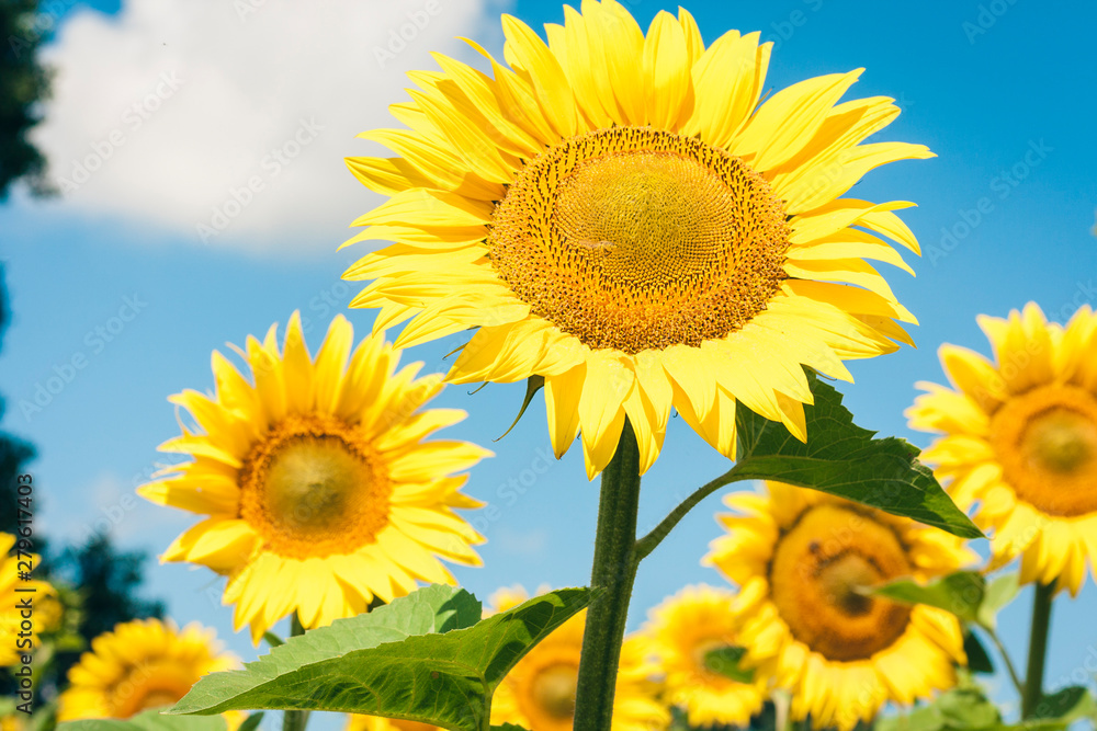 Sunflowers bloom on the field in Kiev region, Ukraine.