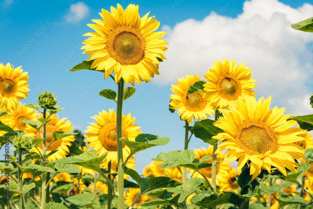 Sunflowers bloom on the field in Kiev region, Ukraine. Sunflowers bloom on the field in Kiev region, Ukraine.