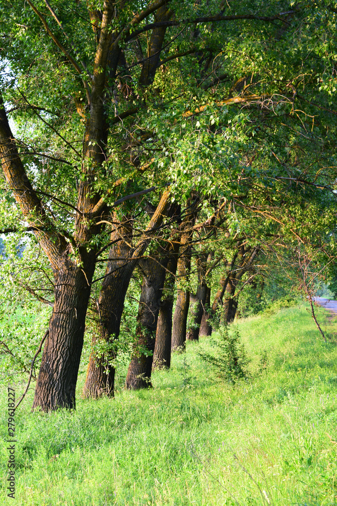 trees in the park
