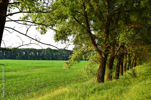 tree in a field