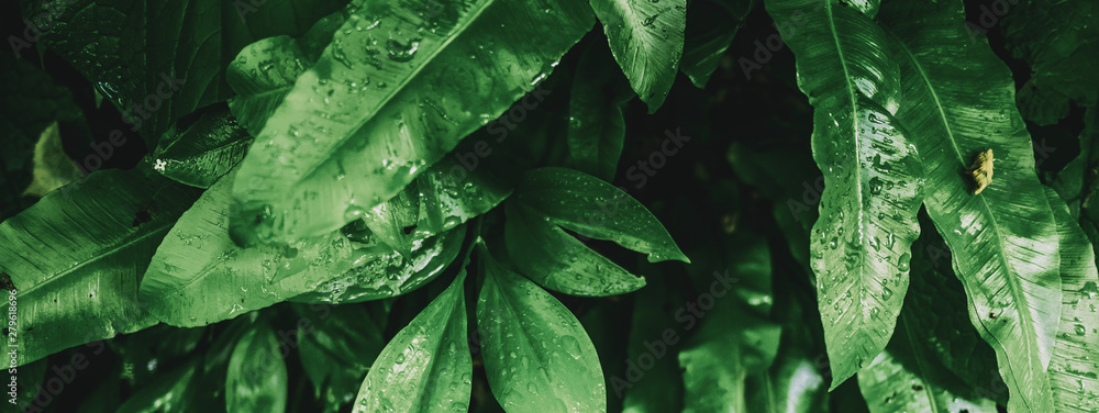 Fototapeta premium Tropical plant leaves