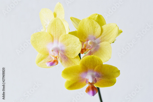 Yellow phalaenopsis flowers with pink lip