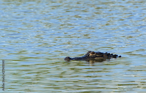 An alligator floating in calm water