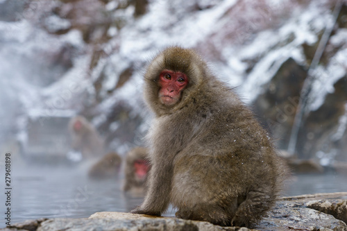 スノーモンキー　温泉に入るニホンザル　長野県　日本 © shota