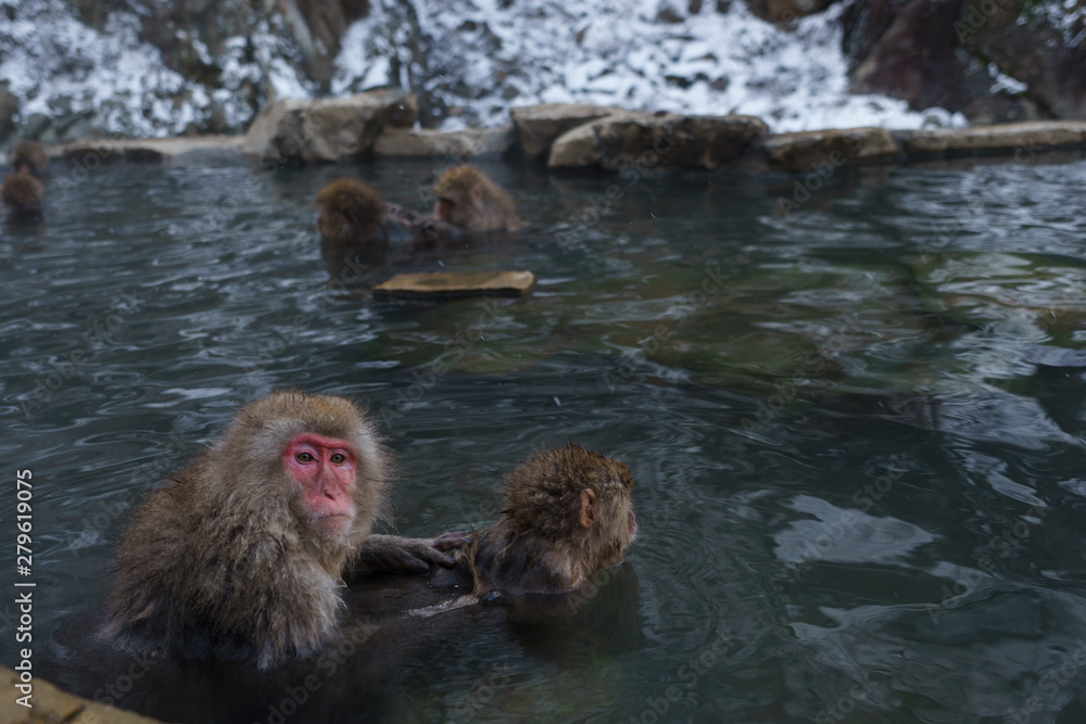 Naklejka premium スノーモンキー 温泉に入るニホンザル 長野県 日本