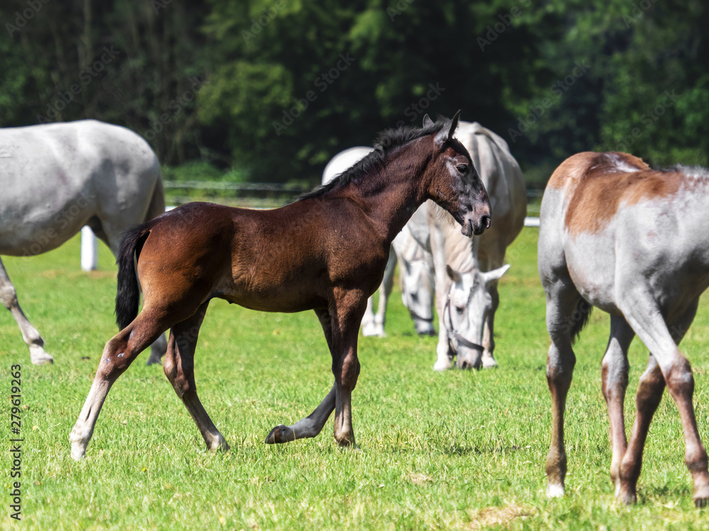 foal of The Kladruber horse,  THE NATIONAL STUD AT KLADRUBY NAD LABEM