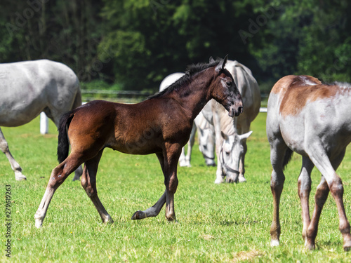 foal of The Kladruber horse, THE NATIONAL STUD AT KLADRUBY NAD LABEM