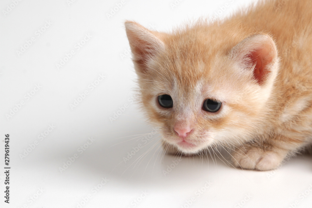 Beautiful brown kitten on a white background