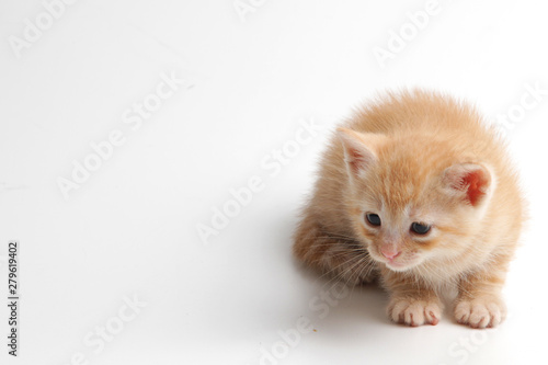 Beautiful brown kitten on a white background