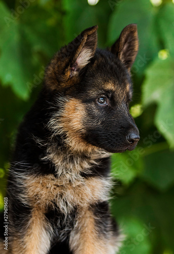 little german shepherd puppy looks