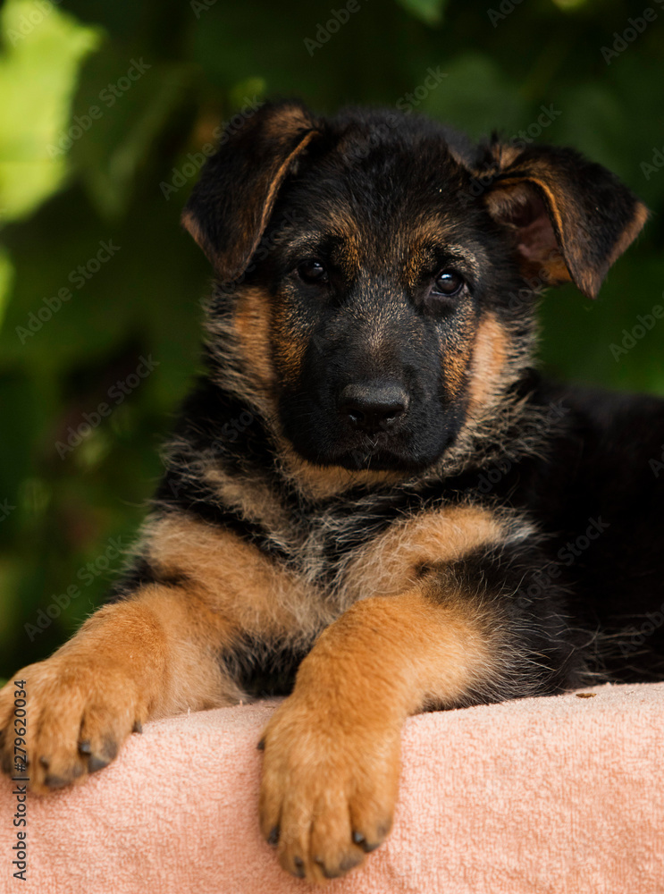 little german shepherd puppy looks little german shepherd puppy looks