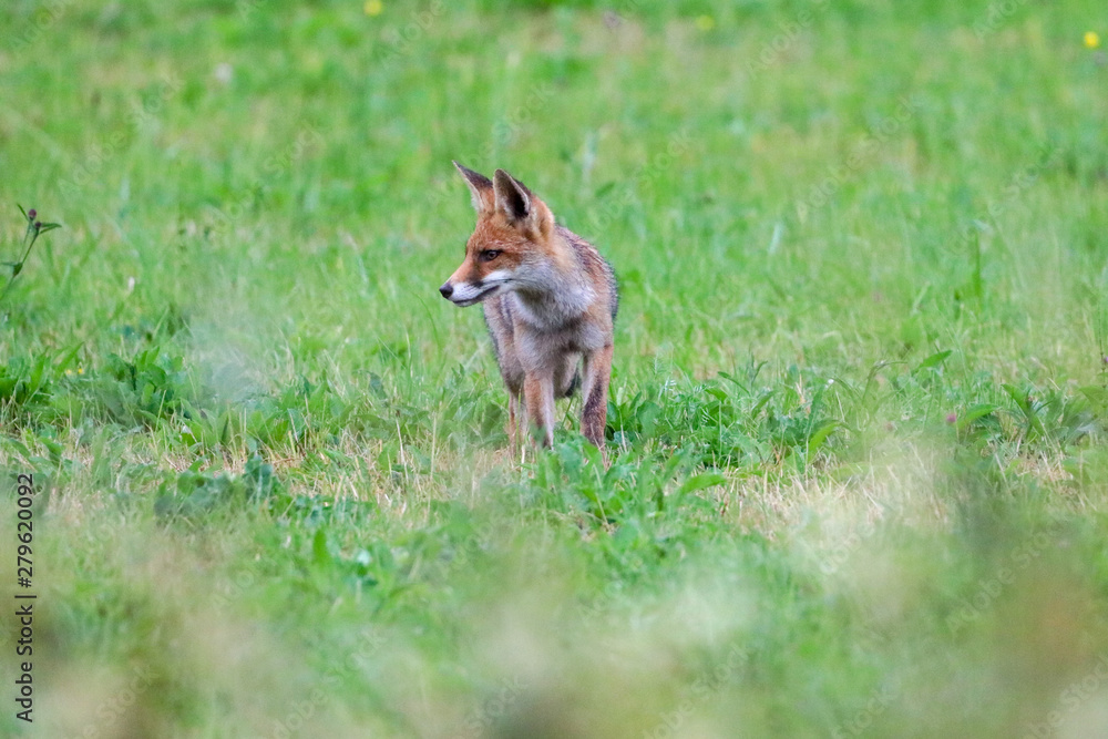 Fototapeta premium Curious red fox in grass field
