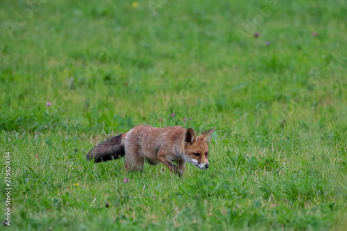 Red fox foraging in field