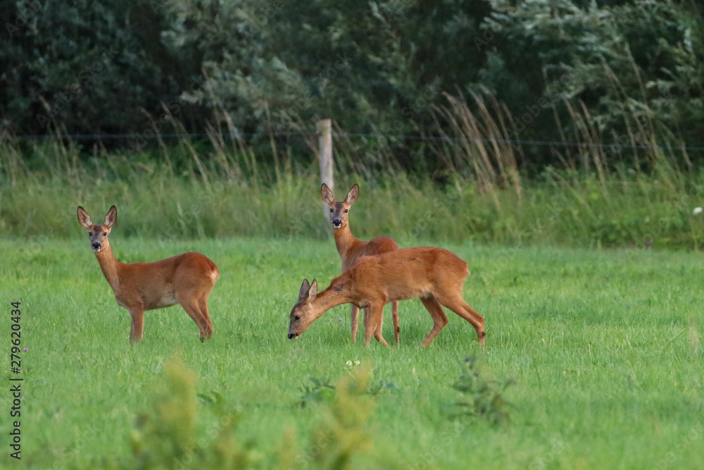 Three deer foraging in grass field Three deer foraging in grass field