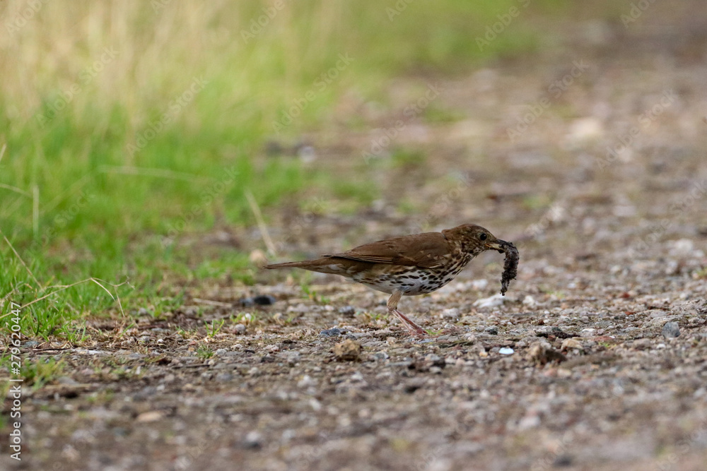 Thrush eating slug on forest trail Thrush eating slug on forest trail