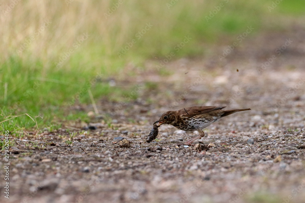 Thrush eating slug on forest trail