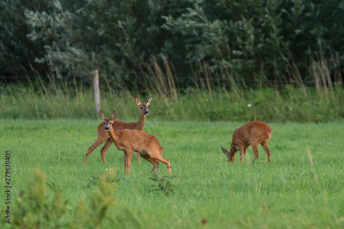 Three deer foraging in grass field