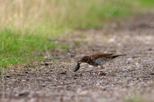 Thrush eating slug on forest trail photo