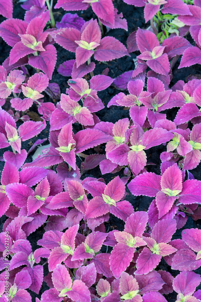 Purple flowers. Flower background. vertical photo Purple flowers. Flower background. vertical photo